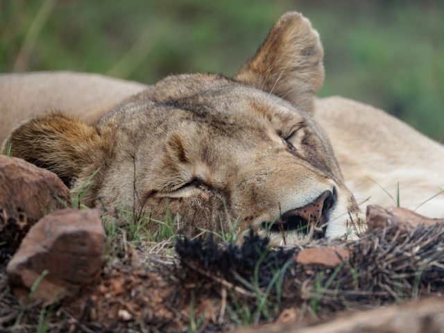 Obésité et apnée du sommeil : le lien caché qui menace votre santé